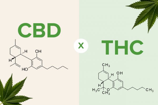 Cbd Vs Thc, Does Cbd Have Thc